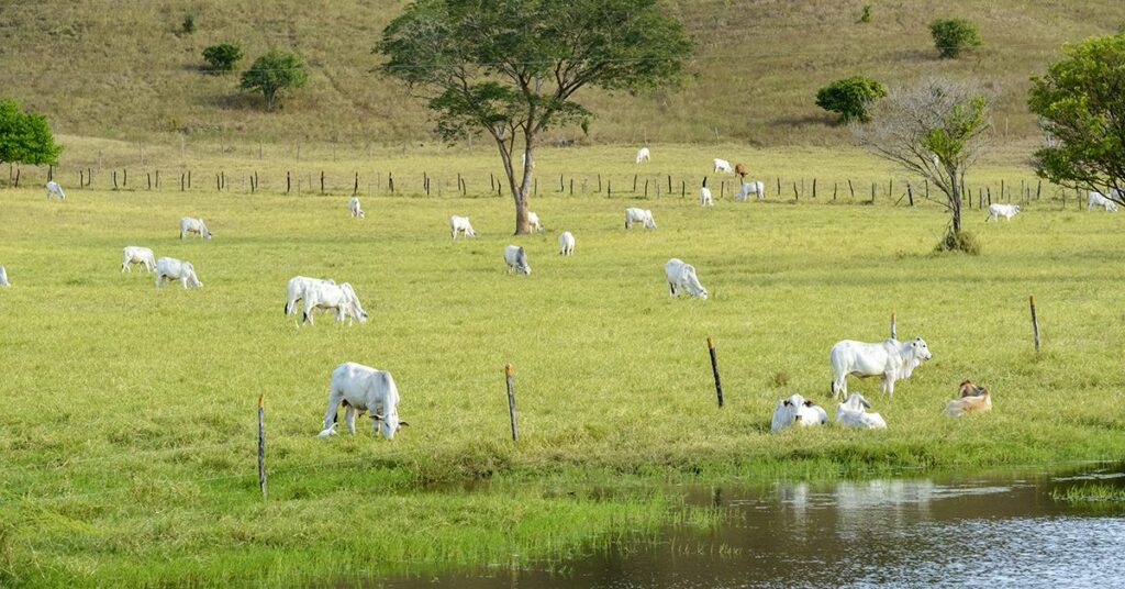 mercado segue enfraquecido, com poucos negócios nas praças pecuárias • Portal DBO