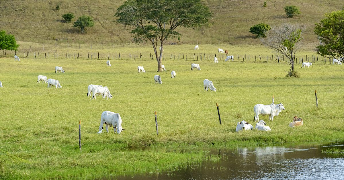 Descubra a revolução da Tortuga!