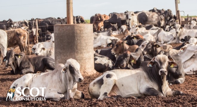 Pecuária no Triângulo: Dados Impactantes