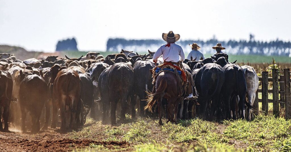 Pecuaristas em “ritmo de férias”, enquanto frigoríficos miram 2024, informa a Agrifatto • Portal DBO