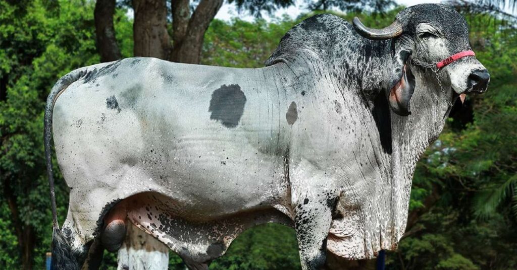 perda impactante na pecuaria leiteira 1
