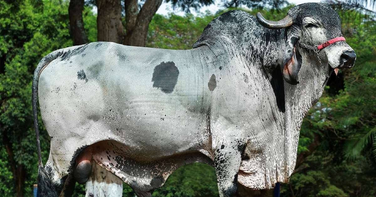 perda impactante na pecuaria leiteira 1