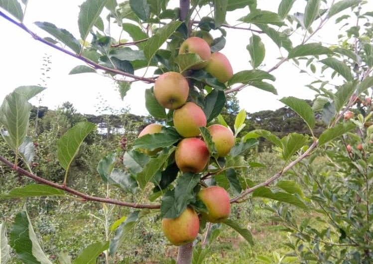 Perigo: chuva e ventos fortes ameaçam produção de maçã