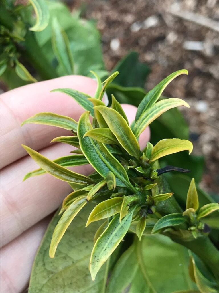 Perigo do herbicida para cafeeiros 3 Fitotoxicidade por herbicida em cafeeiros