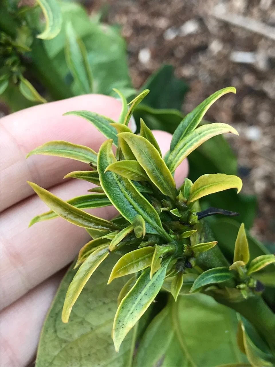 Perigo do herbicida para cafeeiros 26 Fitotoxicidade por herbicida em cafeeiros