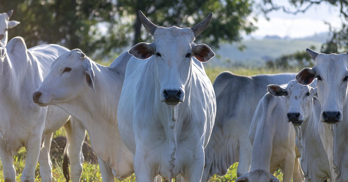 “Perspectivas positivas para o mercado do boi gordo em 2024” • Portal DBO