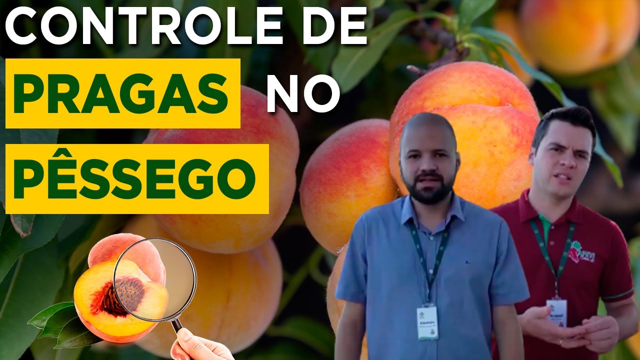Pessegueiro Livre de Pragas: Dicas com Especialistas