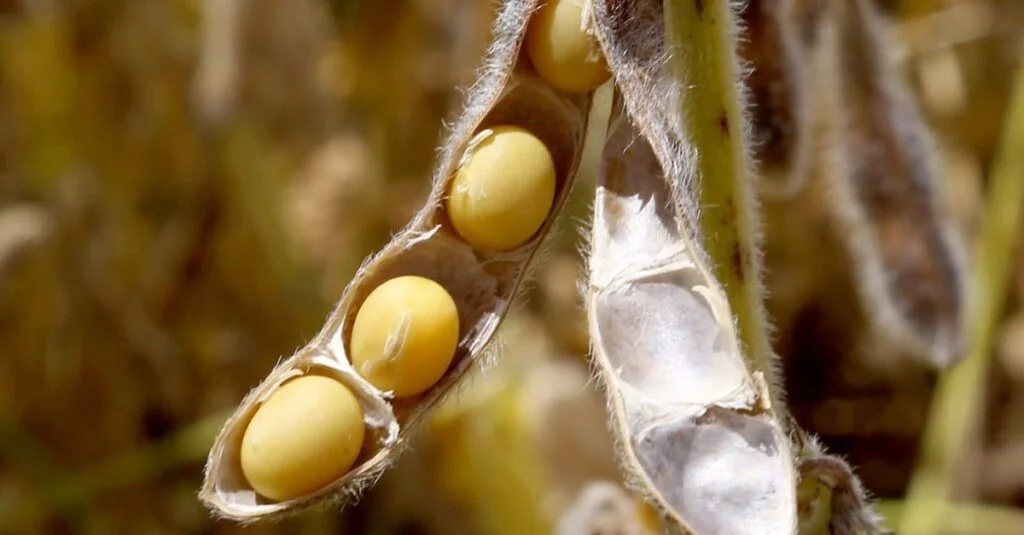 PIB do agro cai 0,91% em 2021 2 PIB do agro cai no 3º trimestre e acumula queda de 0,91% no ano