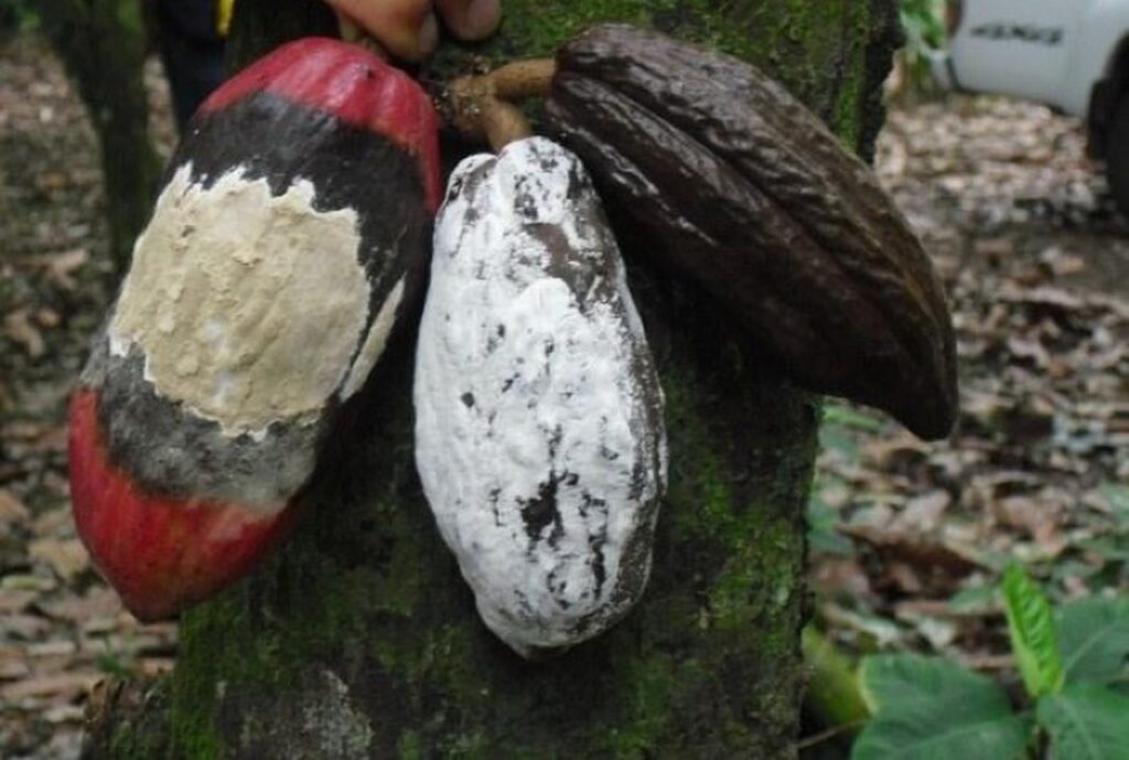 Plano de combate à monilíase do cacaueiro em debate 7 Autoridades discutem ações para combater a monilíase do cacaueiro