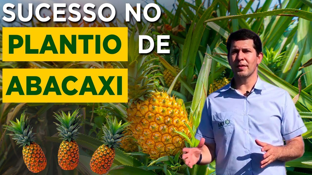 Plantando Abacaxi: Dicas do Prof. Carlos Eduardo