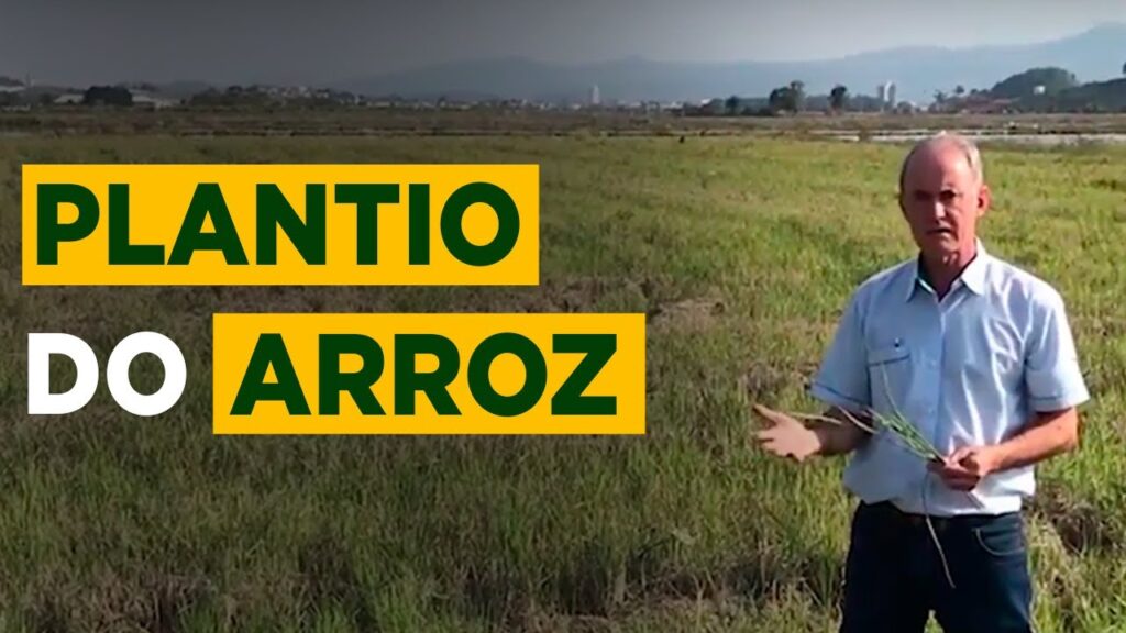 plantio de arroz passo a passo