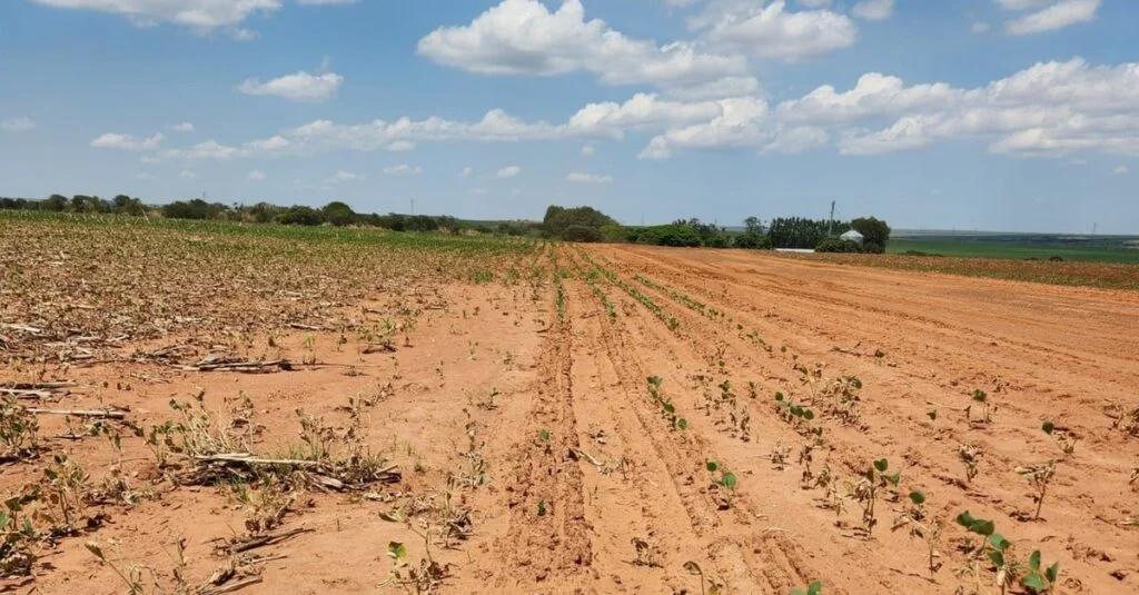 plataforma vê risco de quebra de safra em MT Solo
