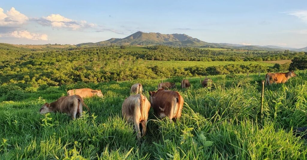 Plataforma revela segredos dos lacticínios 5 plataforma traz dados sobre lacticínios a usuários e consumidores