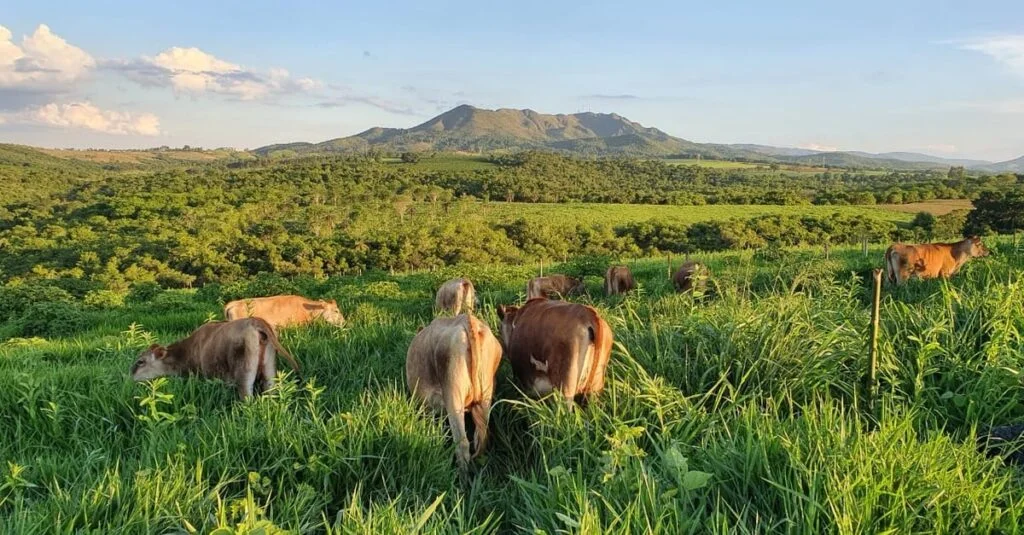 plataforma traz dados sobre lacticínios a usuários e consumidores