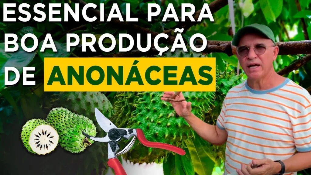 "Poda correta nas pinhas atemoias" - Eurico Lemos 1 poda correta nas pinhas atemoias eurico lemos