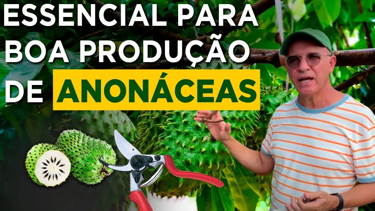 "Poda correta nas pinhas atemoias" - Eurico Lemos 1 poda correta nas pinhas atemoias eurico lemos