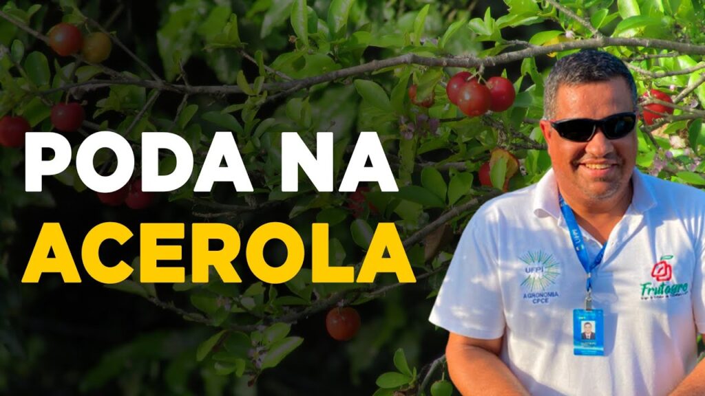 poda da acerola dicas essenciais