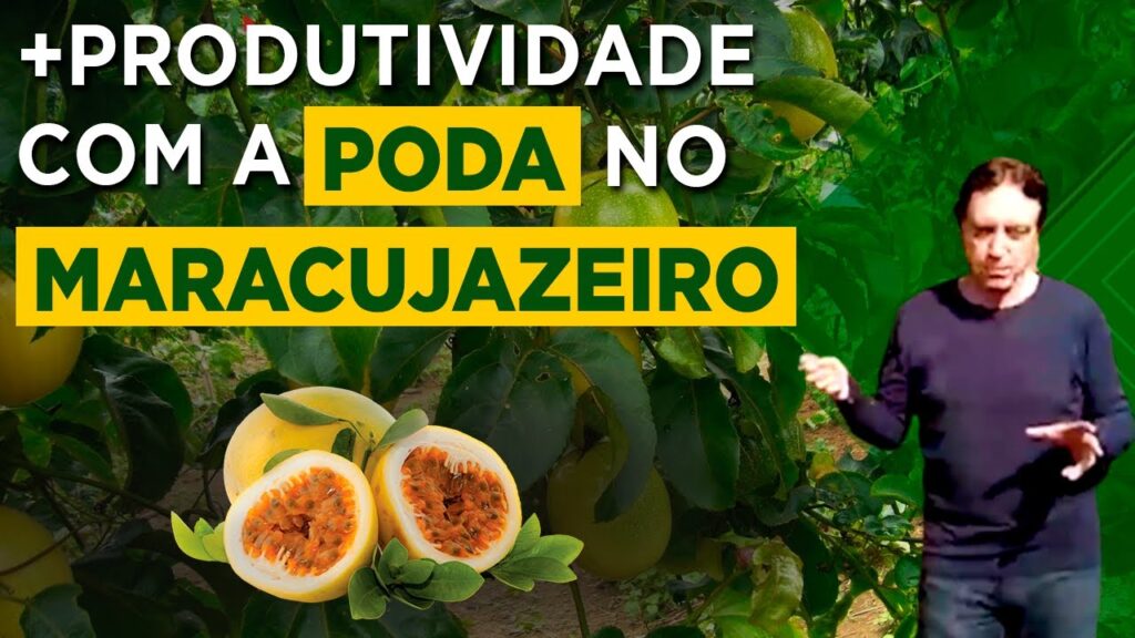 poda no maracujazeiro tecnicas essenciais prof darlan ramos