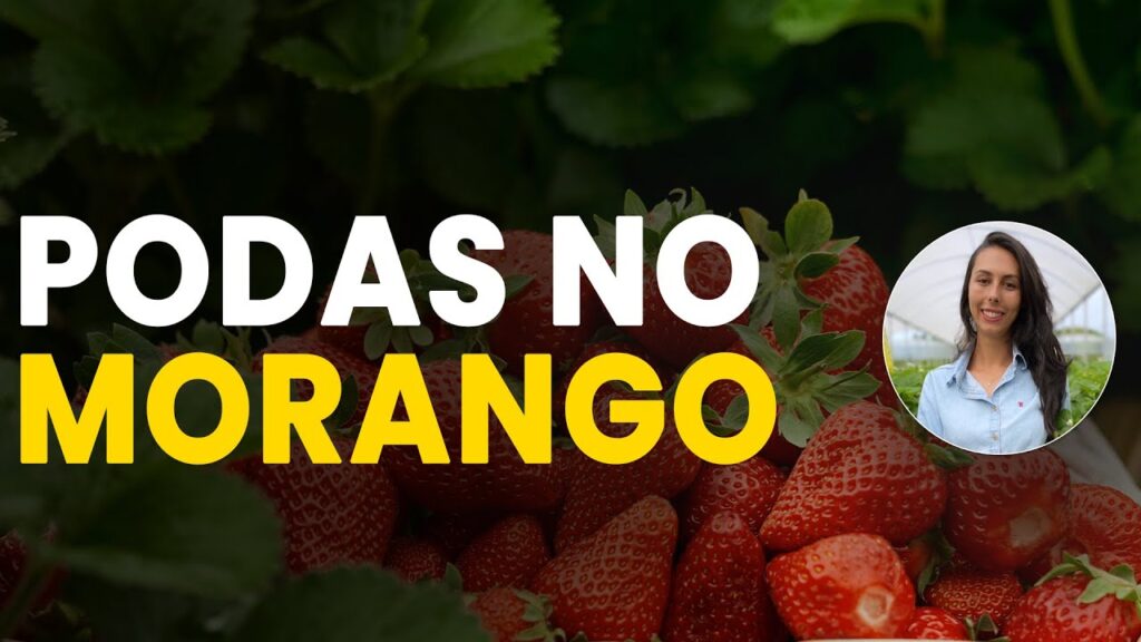 podas bem sucedidas no morango