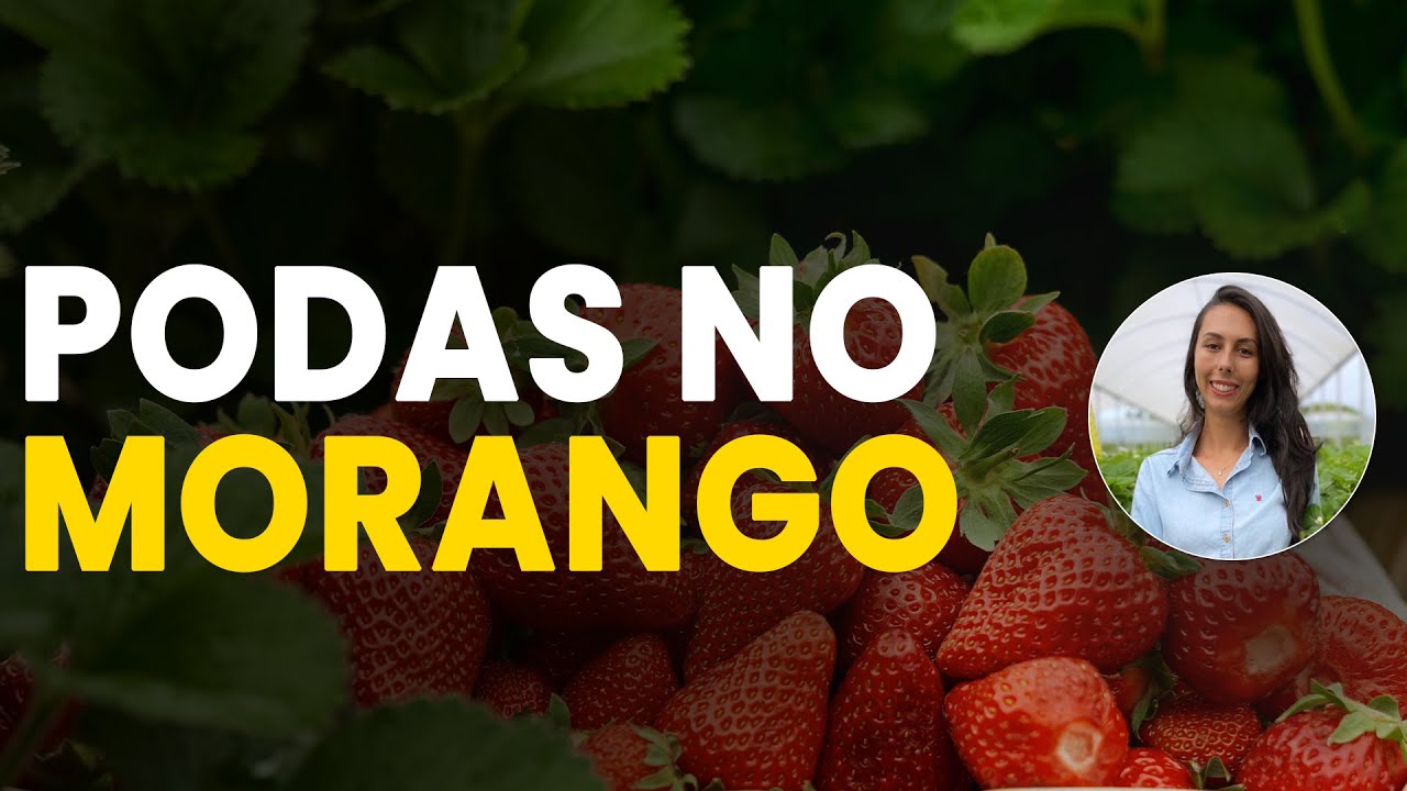 podas bem sucedidas no morango