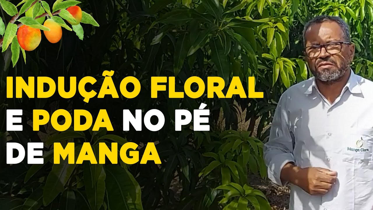 podas e inducao floral na manga