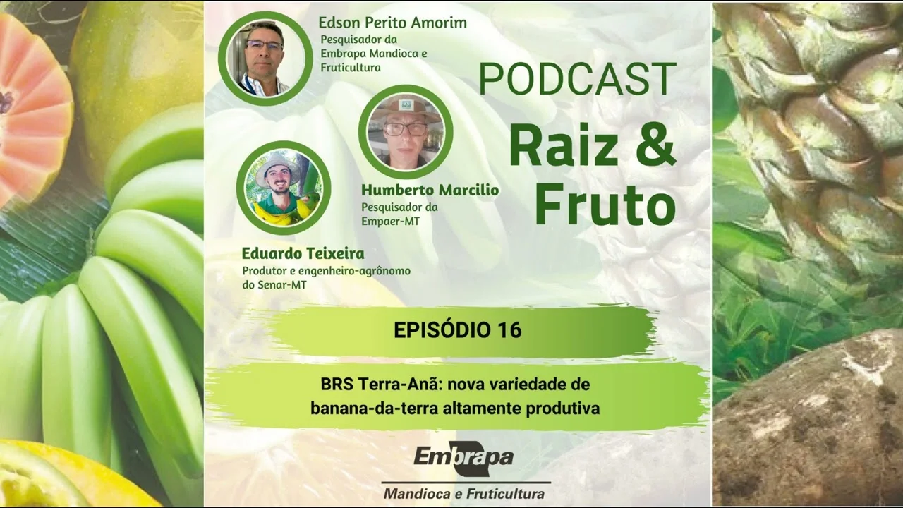 Podcast Raiz & Fruto – Ep. 16 – BRS Terra Anã: nova variedade de banana-da-terra altamente produtiva