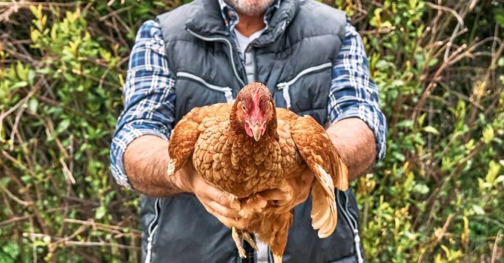 Poder de compra supera farelo de soja 4 poder de compra é melhor ante ao farelo de soja