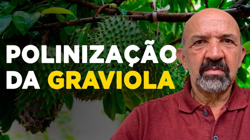 Polinização da Graviola: Passo a passo 3 polinizacao da graviola passo a passo