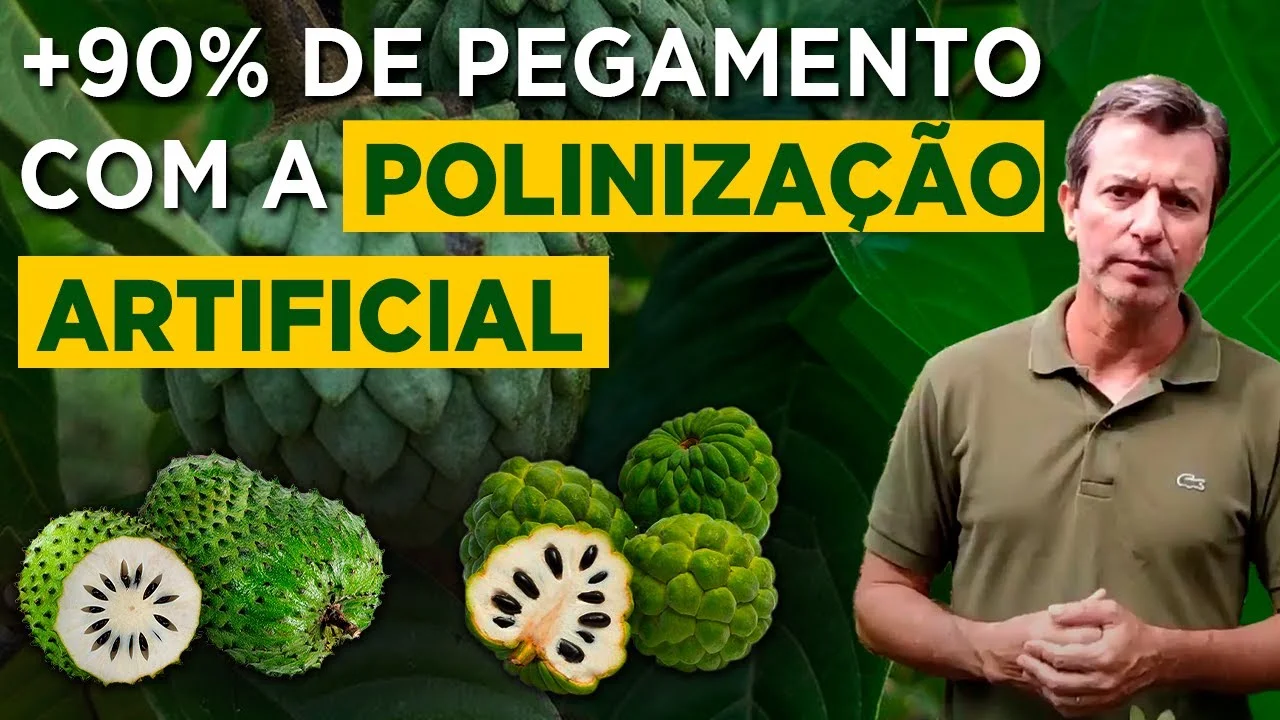 Polinização em Anonáceas: Dicas com Marlon Pereira 1 polinizacao em anonaceas dicas com marlon pereira