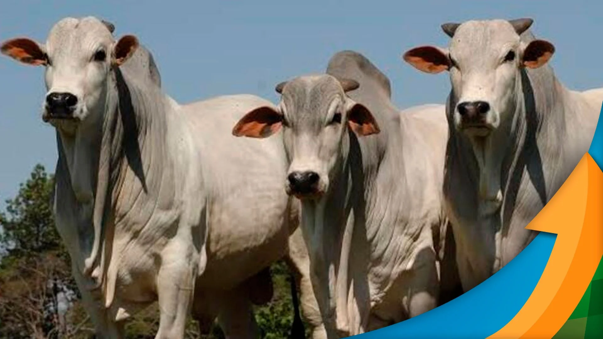 Preços da arroba do boi em alta no mercado físico