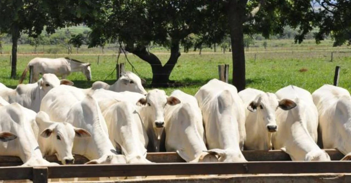 Cotações e preços do boi gordo no Brasil: atualizações! 7 preços sinalizam acomodação no Brasil