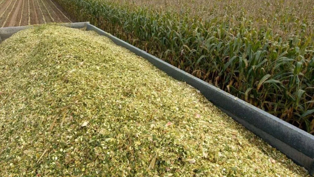 Silagem de milho