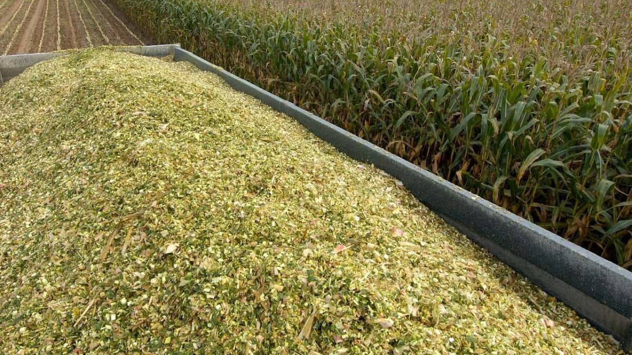 Prefeitura de Guanambi investe R$600 mil em silagem para produtores