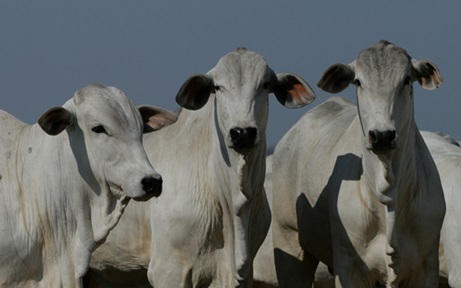 Previsão do preço do boi gordo em dezembro (8) 20 preço futuro do boi gordo