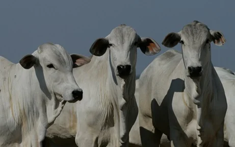 preço futuro do boi gordo