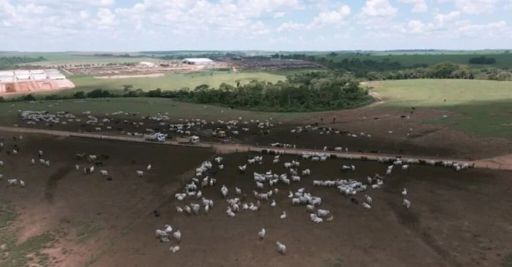 Problemas de casco podem reduzir até 40% o GMD do gado: fique alerta 63 Alerta no confinamento: problemas de casco podem reduzir até 40% o GMD do gado
