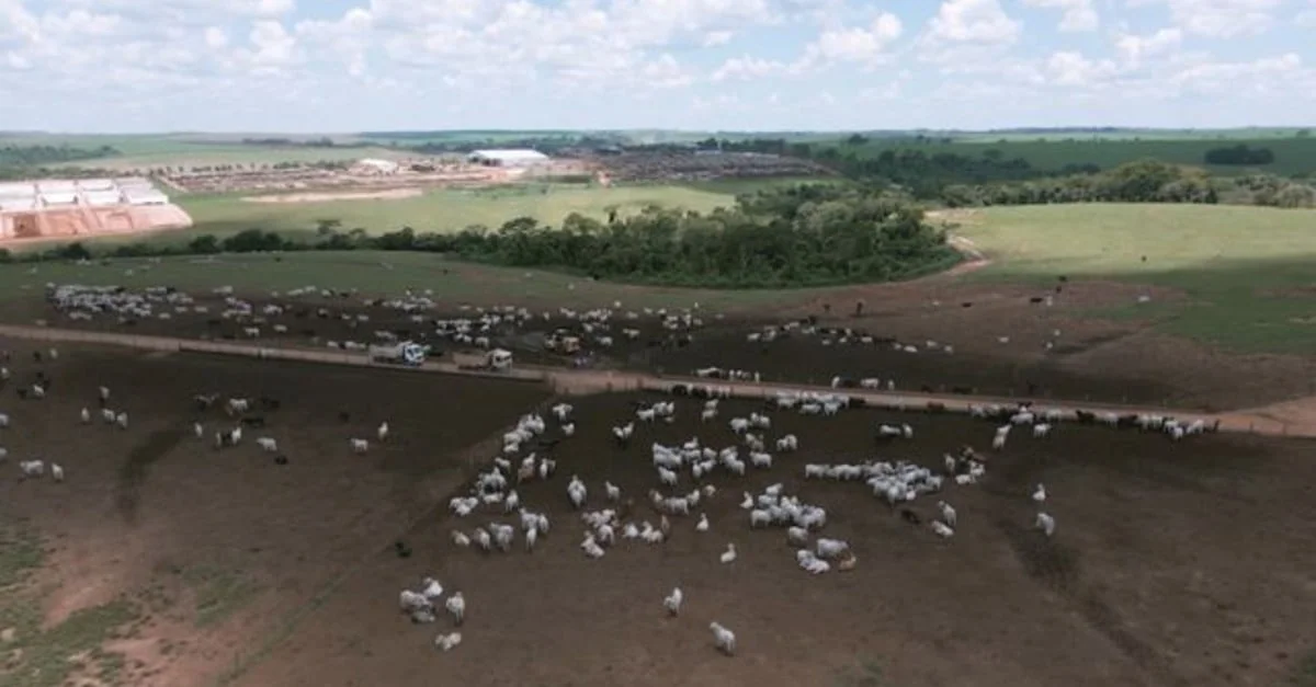Problemas de casco podem reduzir até 40% o GMD do gado: fique alerta 11 Alerta no confinamento: problemas de casco podem reduzir até 40% o GMD do gado