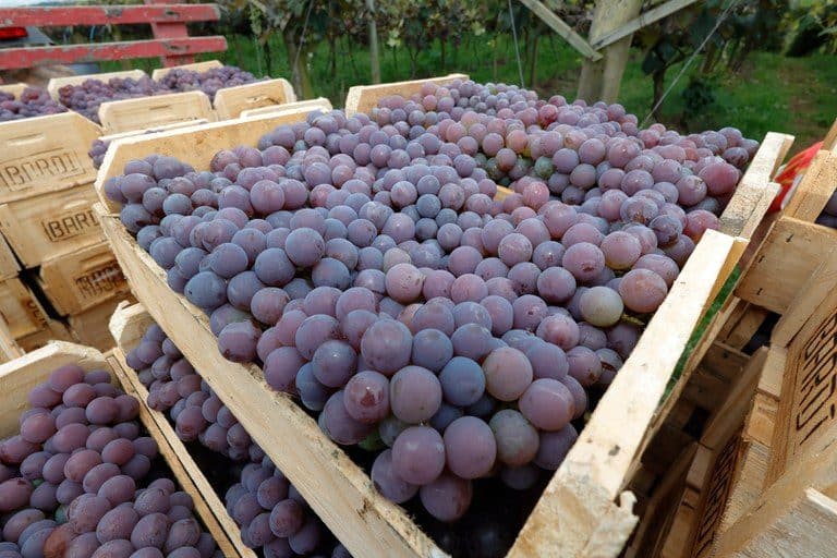 Valor da Produção Agropecuária deve atingir R$ 1,159 trilhão este ano