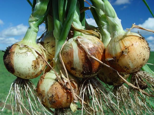 Produção de alho e cebola cai em SC 5 Boletim Agropecuário de dezembro aponta queda na produção de alho e de cebola em SC