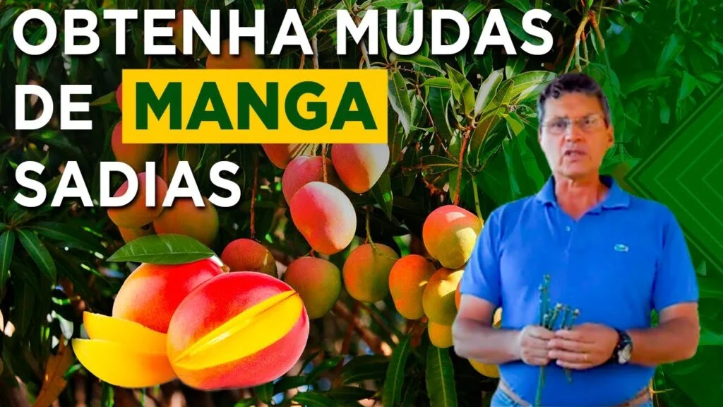 Produção de Mudas de Manga: Dicas do Prof. Manoel 2 producao de mudas de manga dicas do prof manoel