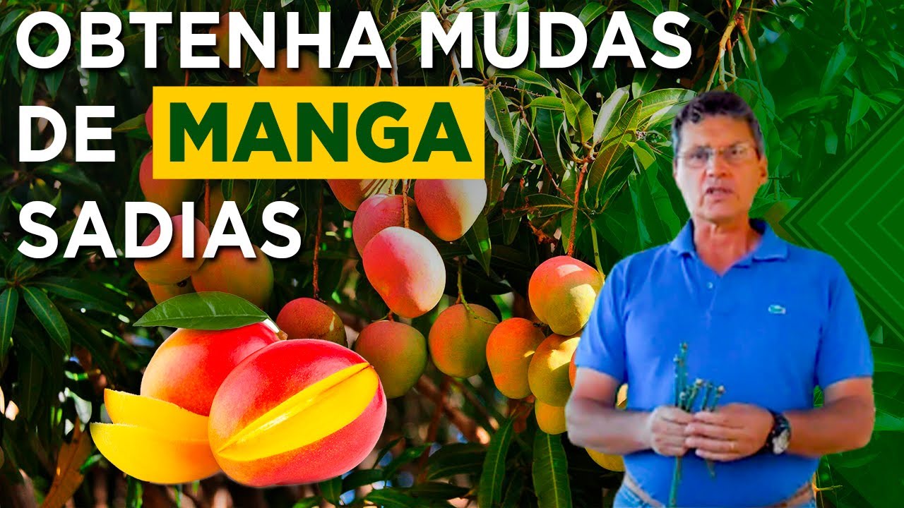 Produção de Mudas de Manga: Dicas do Prof. Manoel
