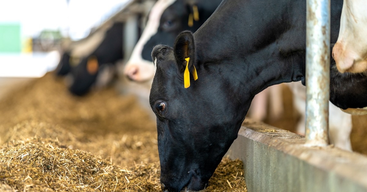 Produção de rações atinge 62,6 milhões de t