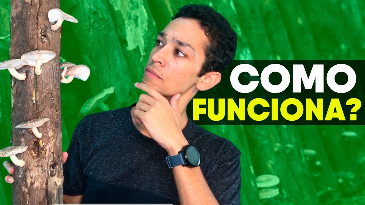 Produção de Shiitake em Eucalipto: Descubra o Processo