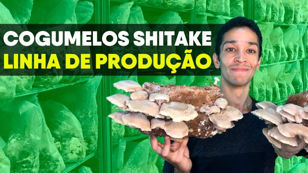 producao de shitake em blocos como funciona