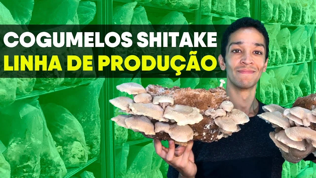 Produção de Shitake em Blocos: Como Funciona? 7 producao de shitake em blocos como funciona