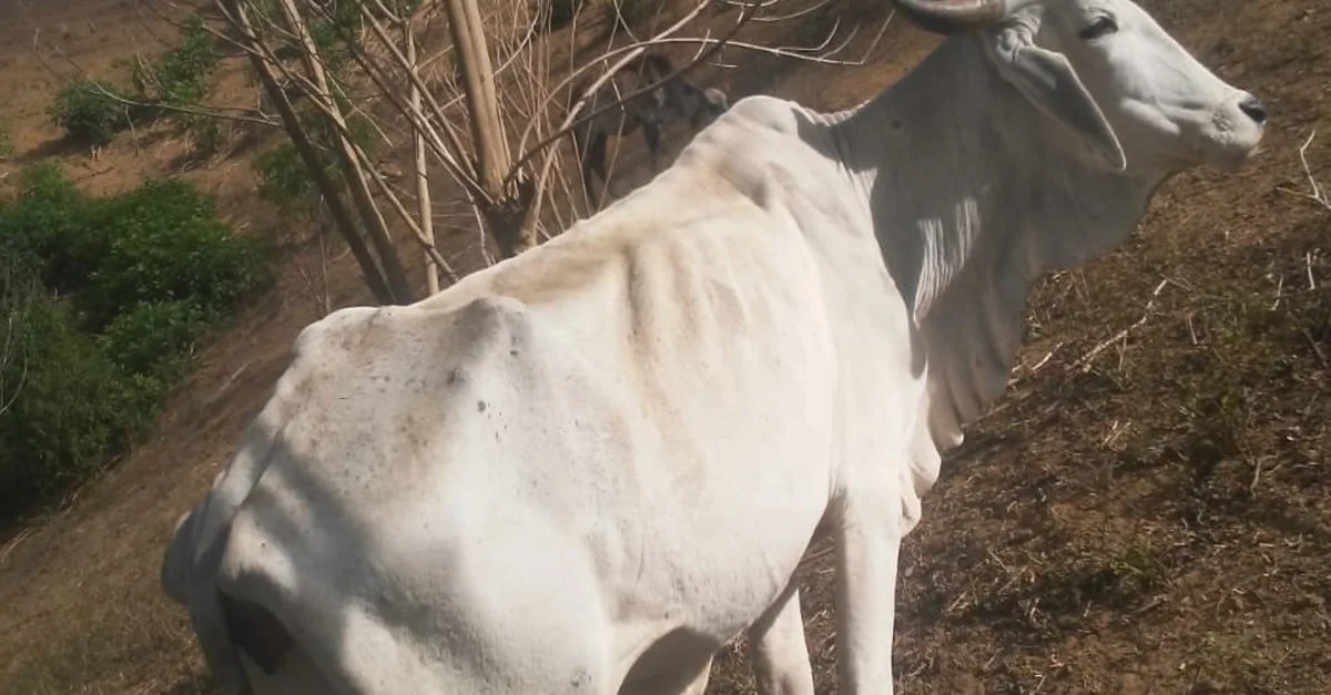 MG isenta produtores da seca do ICMS 13 MG suspende cobrança de ICMS de produtores impactados pela seca