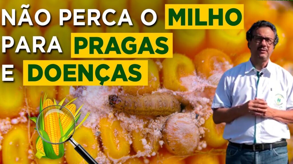 proteja seu milho dicas do prof joao carlos galvao