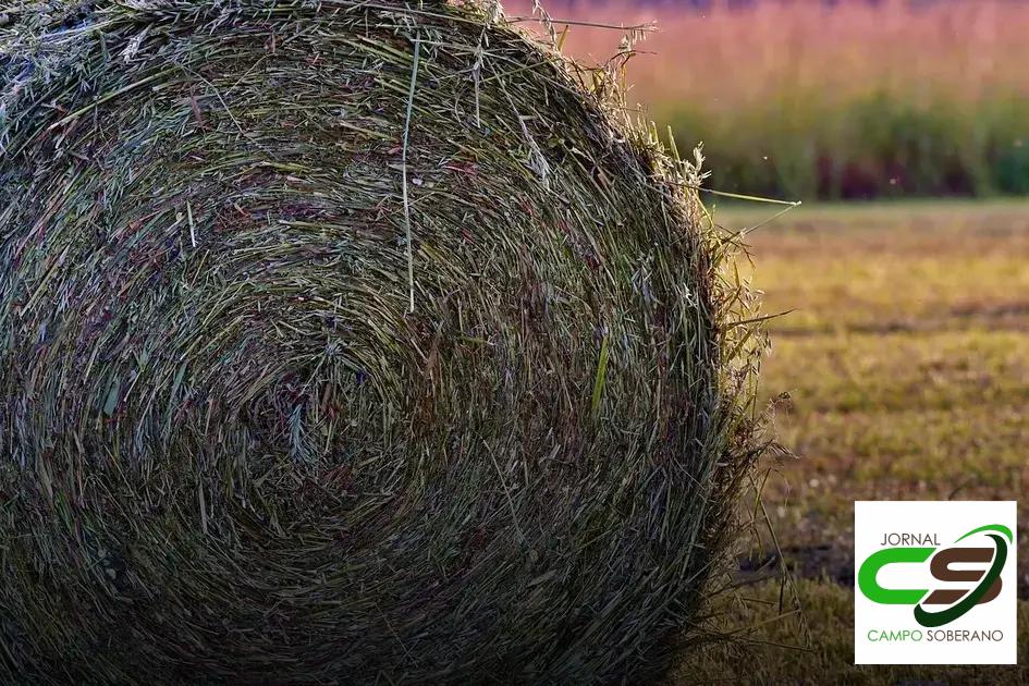 Quantidade e Frequência de Alimentação Quantidade e Frequência de Alimentação