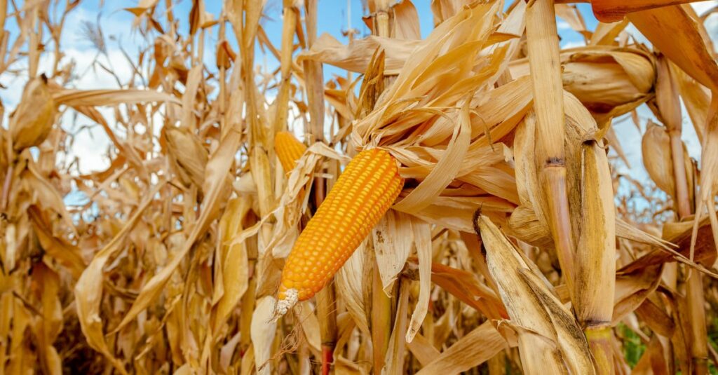 Área de milho tem queda de 38% para safra na Bahia