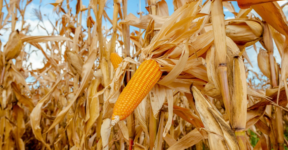 Quebra de 38% na produção de milho na Bahia